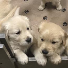 Golden Retriever Puppies from Snow Creek Goldens