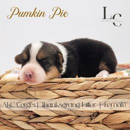 Pumpkin Pie - Black and tan female Pembroke Welsh Corgi puppy in Pine Village, Indiana from NL Horsemanship