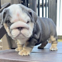 Odis - Blue tri-color male Bulldog puppy in Fort Oglethorpe, Georgia from Jhuntfrenchies