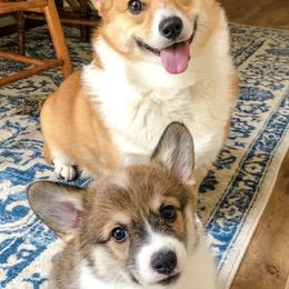 Pembroke Welsh Corgis from Tennessee Star Kennels