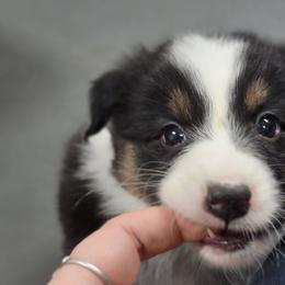 Natasha - Black tri-color female Australian Shepherd puppy in Trout Run, Pennsylvania from Rose Valley Aussies