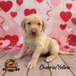 Cheerio - Yellow male Labrador Retriever puppy in Dickson, Tennessee from Cane Creek Labradors