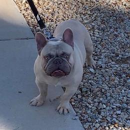 French Bulldogs from FrenchKissFrenchiez