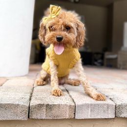 Piper - Cavapoo