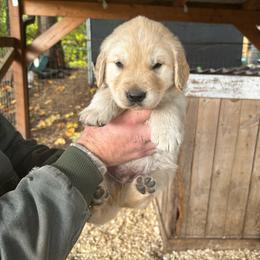 Male 3 - Light golden male Golden Retriever puppy in Rainier, Washington from Hanson’s NW Goldens & Doodles