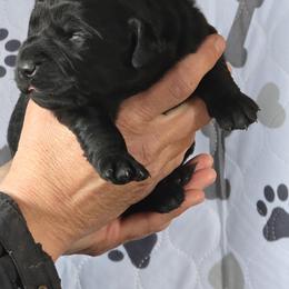 Boy 2 - Golden male Golden Retriever puppy in Montrose, Michigan from Spraggins Sweet Acres