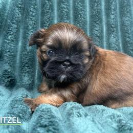 Itzel - Red female Shih Tzu puppy in Alice, Texas from Altas Palmas Shih Tzu
