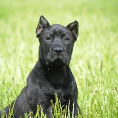 Skylar (orange collar) - Black Perro de Presa Canario puppy in Defiance, Missouri from Wounded Bear Presa Canario