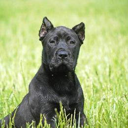 Skylar (orange collar) - Black Perro de Presa Canario puppy in Defiance, Missouri from Wounded Bear Presa Canario