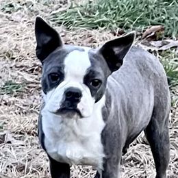 Jill - Boston Terrier