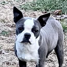 Jill - Boston Terrier