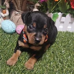 Miss Lilah - Blue and rust female Miniature Pinscher puppy in Baton Rouge, Louisiana from Pike's Pups