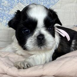 Tressa light pink - Red and white female Shih Tzu puppy in New York, New York from Falling Star