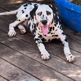 Strait - White and black Dalmatian puppy in Cleveland, Texas from Arrowhead Dalmatians