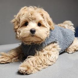 Maltese and Maltipoo Puppies from PrissyPawz