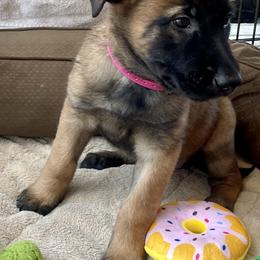 Belgian Malinois Puppies from BlueStone