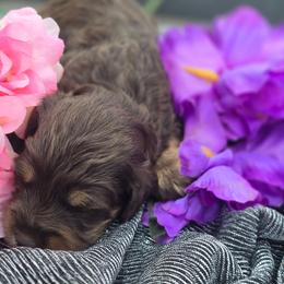 Toffee - Chocolate female Cavapoo puppy in Decatur, Illinois from Petite Pups