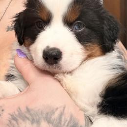 Mochi - Black tri female Miniature American Shepherd puppy in Olympia, Washington from Shamayim Shepherds