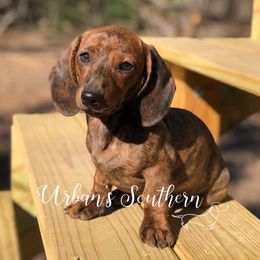 Dachshunds from Urban’s Southern Dacshunds