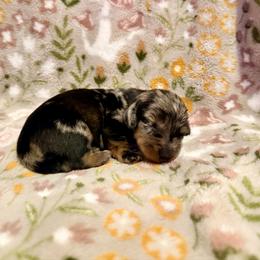 Persephone - Dapple female Dachshund puppy in Nampa, Idaho from 208 Wiener Wiggle Butts LLC