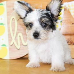 Nico - Parti male Yorkshire Terrier puppy in Hugo, Oklahoma from Ann R.