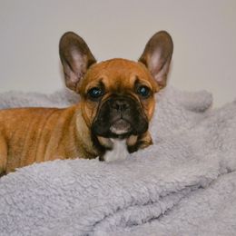 French Bulldog Puppies from House of Wrinkles