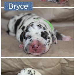 Bryce - Harlequin male Great Dane puppy in Spokane, Washington from Phoenix Family Danes