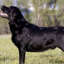 Labrador Retrievers from Elkhorn Labradors