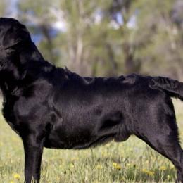 Labrador Retrievers from Elkhorn Labradors