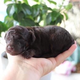 Robin - Brown male Poodle puppy in Goliad, Texas from Sassy Lil Aussies and Diamond W Poodles