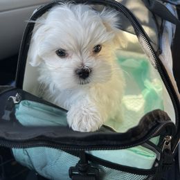 "Zero" Maltese Puppies from Genice’s Small Wonders