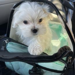 "Zero" Maltese Puppies from Genice’s Small Wonders