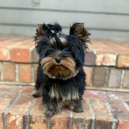 Man man - Black and tan male Yorkshire Terrier puppy in Georgia from Nalley Kennels