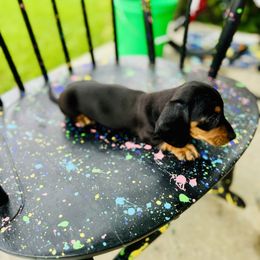 Dachshund Puppies from Mini Doxies of the South