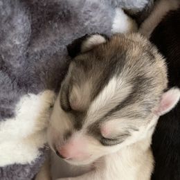 Siberian Husky Puppies from The Husky Husky Hut
