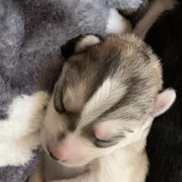 Siberian Husky Puppies from The Husky Husky Hut