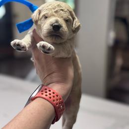 Blue Boy- Minigoldendoodle - Cream male Goldendoodle puppy in Piedmont, South Carolina from The Farm at Saluda Ridge