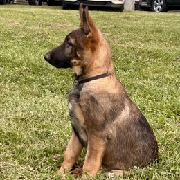 White Collar - Sable female German Shepherd puppy in Mc Loud, Oklahoma from Hilbun Family Kennels