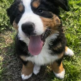 Bernese Mountain Dog Puppies from Willow Springs Doodles