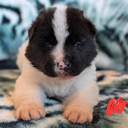 AKC Boy 'Kenji' - White male Akita puppy in Tombstone, Arizona from WeVolution Off-Grid