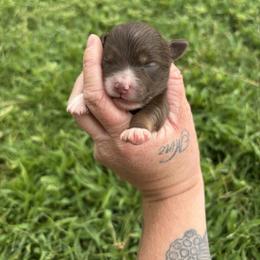 Toy Australian Shepherd Puppies from Carlsbad Toy Aussies