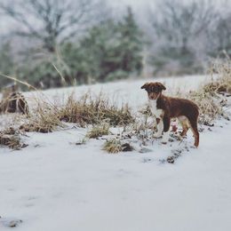 Miniature American Shepherd and Miniature Australian Shepherd Puppies from Majestic Point Aussies
