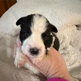 Jay - Black and white male Border Collie puppy in Lakeview, Michigan from Haven Creek Farm
