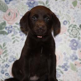 Talon - Labrador Retriever