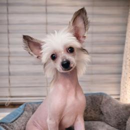 Ember - Black white and tan female Chinese Crested puppy in Ocala, Florida from Crestie Charm Cottage