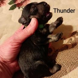 Thunder - Salt and pepper male Miniature Schnauzer puppy in Midland, Texas from Shebbies Puppy Palace
