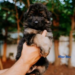 Blue Boy - German Shepherd puppy in Grand Rapids, Michigan from Von Willow German Shepherds