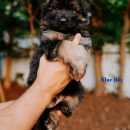 Blue Boy - German Shepherd puppy in Grand Rapids, Michigan from Von Willow German Shepherds