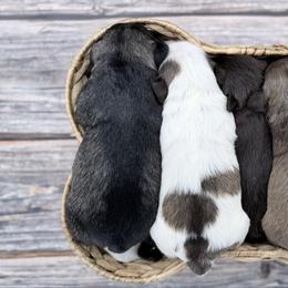 Miniature Schnauzer puppies from Hillside Kennels
