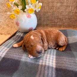 Male 6 - Red  male Goldendoodle puppy in Bucyrus, Missouri from Hill Top Pomskies